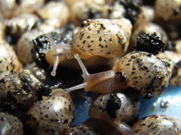 Escargot Ossétie Mollusques Gastéropodes Terrestres — Photo