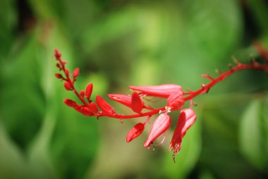 Yeşil arka planda kırmızı çiçekler