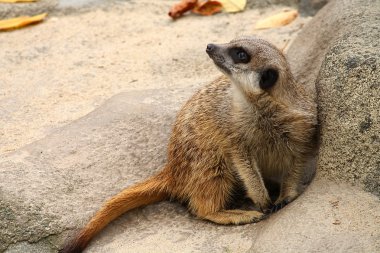 Suricate
