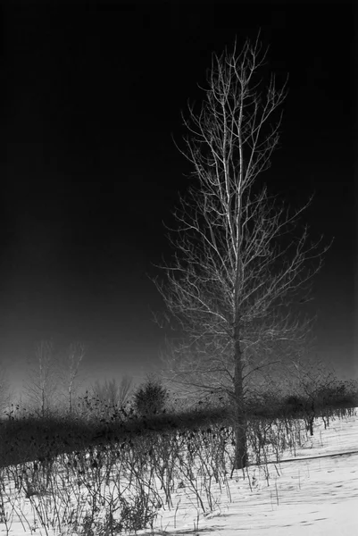 Svart och vitt träd — Stockfoto