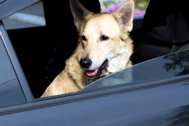 Köpek arabanın penceresinden dışarı bakar. Seyahat ederken hayvanlara bakmak. Güven kavramı.
