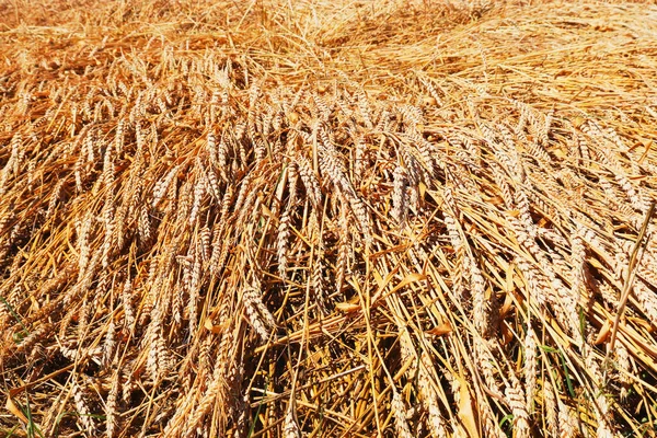 Yenilenme Tarımı Çavdar Tarlası Çiftlikte Hasat Sarı Altın Yaz Manzarası — Stok fotoğraf