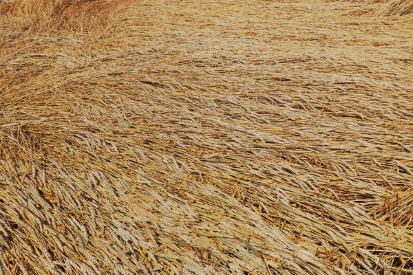 Yenilenme Tarımı Çavdar Tarlası Çiftlikte Hasat Sarı Altın Yaz Manzarası — Stok fotoğraf