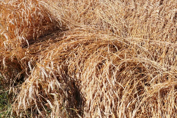 Agricultura Regenerativa Campo Cultivo Centeio Colheita Quinta Amarelo Paisagem Dourada — Fotografia de Stock