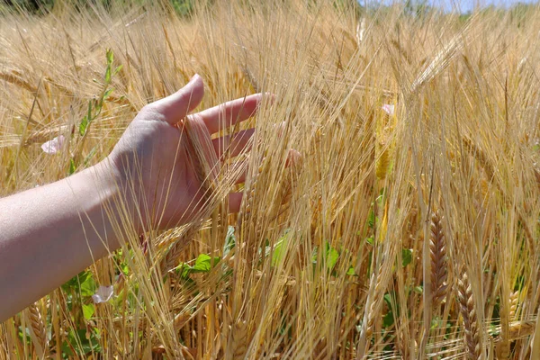 Yenilenme Tarımı Çavdar Tarlası Çiftlikte Hasat Tohumları Olan Kökler Dişilerin — Stok fotoğraf