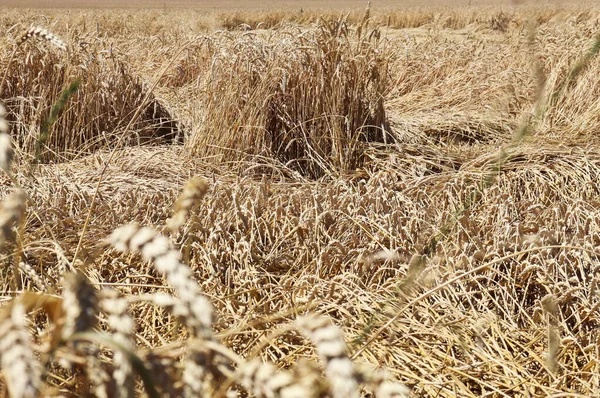 Yenilenme Tarımı Çavdar Tarlası Çiftlikte Hasat Sarı Altın Yaz Manzarası — Stok fotoğraf