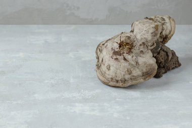 Tıbbi mantar mantarı, hafif arka planda raf mantarı. Naturopati için ham maddeler. Alternatif tıp. Boşluğu kopyala.