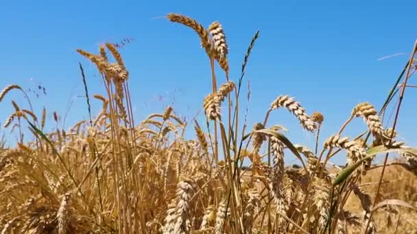 Agricultura restaurativa. Campo de cultivo de centeno. Cosecha en la granja. Paisaje amarillo dorado del verano contra el cielo azul. — Vídeo de stock