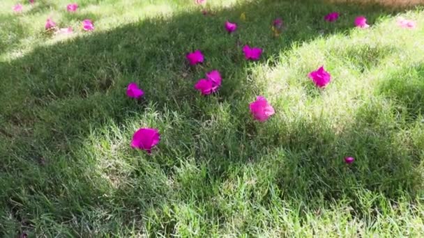 Pétales lumineux de fleurs exotiques gros plan dans le vent sur un fond naturel vert — Video