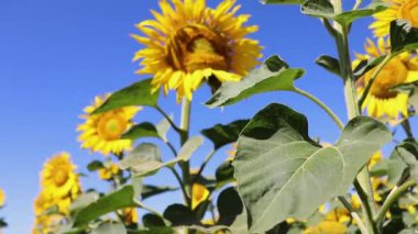 Rüzgarda açmakta olan ayçiçeği tarlası mavi gökyüzüne karşı. Yenilenme tarımı. Bir ayçiçeğinin yakın çekimi