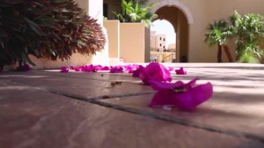 Oteldeki egzotik pembe begonviller. Rüzgardaki parlak yapraklar. Dinlen ve seyahat et..