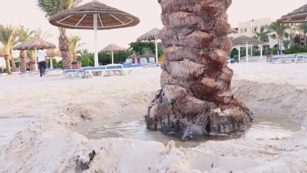 Automatische Bewässerung einer Palme am Strand des Resorts am frühen Morgen. — Stockvideo