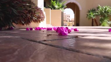 Oteldeki egzotik pembe begonviller. Rüzgardaki parlak yapraklar. Dinlen ve seyahat et..