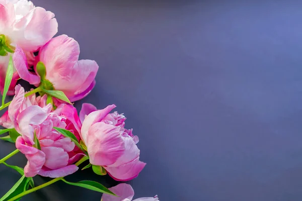 淡淡的粉色牡丹平躺在紫色的背景上 插花贺卡与复制空间的模型 母亲节快乐 国际妇女日快乐 情人节 图库图片