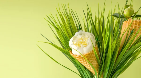 Cono Helado Con Flor Peonía Blanca Sobre Fondo Verde Concepto — Foto de Stock