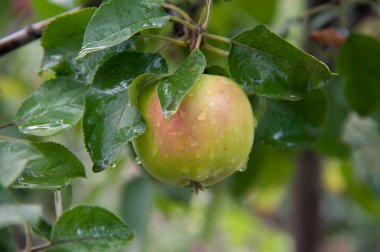 Şaşılacak bir şey.