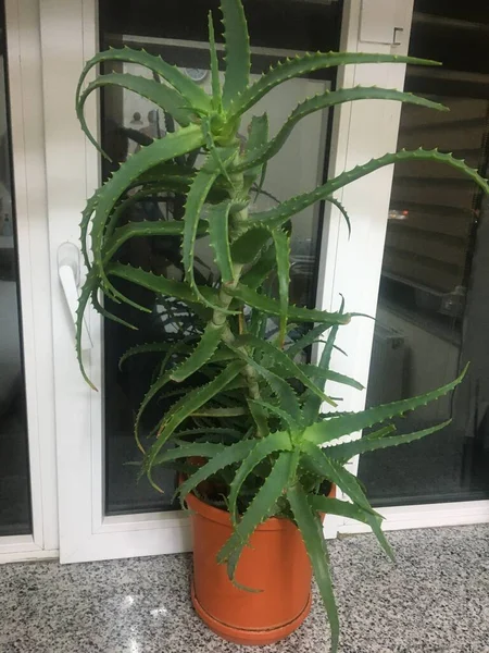 Egyfajta Aloe — Stock Fotó