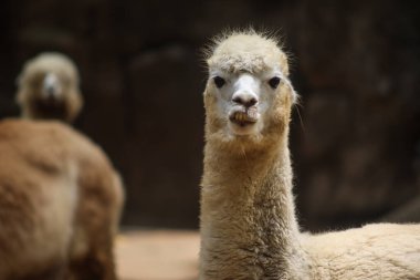 Garip bir ifadeyle kameraya bakan beyaz alpaka