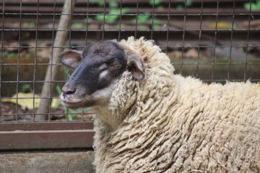 Çiftliğin içinde kalın yün kürklü siyah yüzlü koyunlara yakın çekim