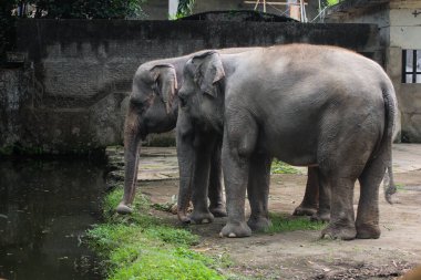 Hayvanat bahçesinde suyun yanında duran iki Sumatra fili.