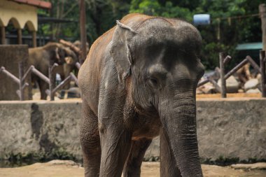 Hayvanat bahçesindeki bir Sumatra filinin yakın plan portresi.