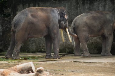 Hayvanat bahçesinde yan yana duran iki Sumatra fili.