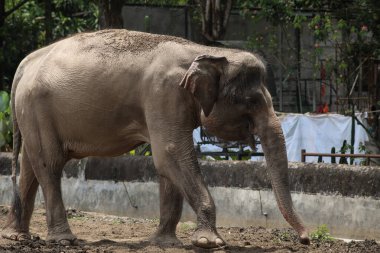 Sumatra fili güneşli bir günde hayvanat bahçesinde yürüyor.