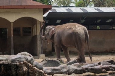 Sumatra fili, hayvanat bahçesinin etrafını tozla kaplıyor.
