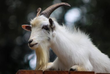 Uzun Sakallı ve Eğri Boynuzlu Beyaz Keçi