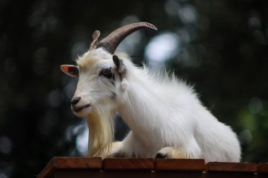 Uzun Sakallı ve Kavisli Beyaz Keçi Ahşap Çitte Dinleniyor