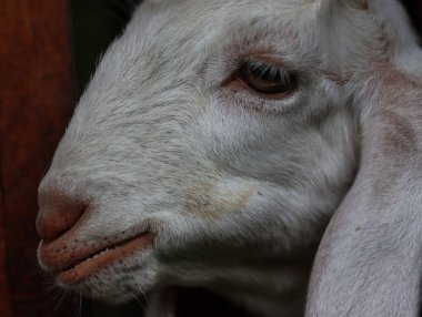 Beyaz Keçi Suratını Nazik İfadeyle Kapat