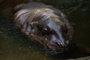 Pigme Hippopotamus Suda Yüzüyor