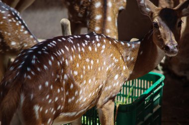 Güneş Işığı Altında Bir Hayvanat Bahçesinde Benekli Geyiğe Yaklaş