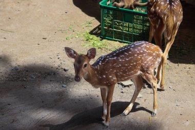 Genç Benekli Geyik Bir Hayvanat Bahçesinde Güneş Işığı Altında Duruyor