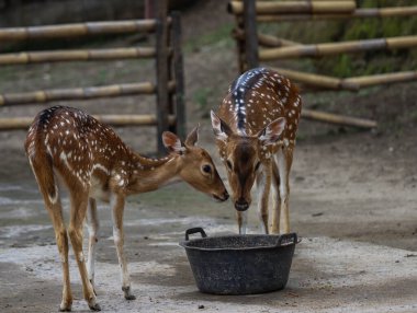 İki Benekli Geyik Hayvanat Bahçesinde Birlikte Yiyişiyor