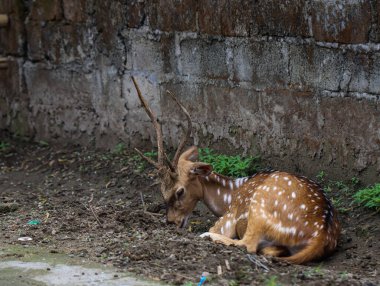 Görülen Geyik Taş Duvarın Yakınındaki Yerde Dinleniyor