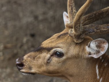 Kadife Boynuzlu Benekli Geyik Profili