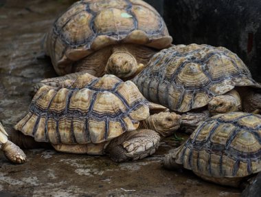 Bir grup Afrika kaplumbağası kayalık zeminde birbirlerine yakın dinleniyorlardı.