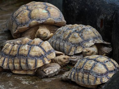 Bir grup Afrika kaplumbağası kayalık zeminde birbirlerine yakın dinleniyorlardı.
