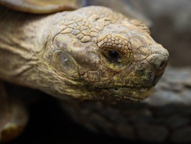 Ayrıntılı desenli Afrika Mahmuzlu Kaplumbağa Başının Yakın Çekimi