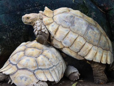 İki Afrika Mahmuzlu Kaplumbağası Doğal Yaşam Alanında Etkileşiyor