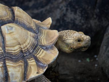 Ayrıntılı Kabuk ve Kafa Dokusuna sahip Afrika Mahmuzlu Kaplumbağasının Yakın Çekimi