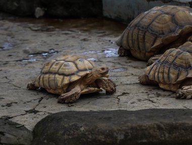 Afrika Mahmuzlu Kaplumbağalar Toprakta Yürüyor