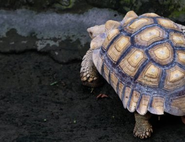 Afrika Mahmuzlu Kaplumbağa Islak Yerde Yürüyor