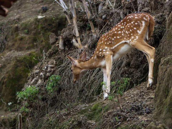 Benekli geyik dik bir orman tepesinde otluyor.