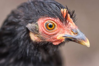Keskin Gözlü ve Ayrıntılı Tüylü Siyah Tavuğun Yakın Çekim Portresi