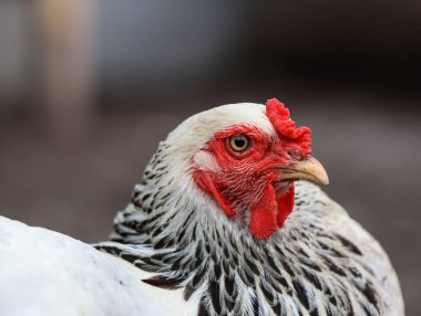 Kırmızı Taraklı Beyaz Brahma Tavuğunun Yakın Çekim Portresi