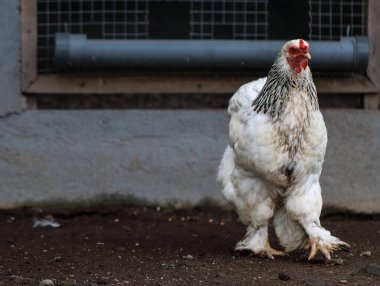 Beyaz Brahma Tavuğu Tavukların Önünde Yürüyor