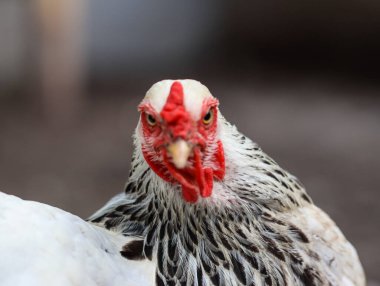 Beyaz Brahma Tavuğunun Kırmızı Taraklı Yakın Görüntüsü