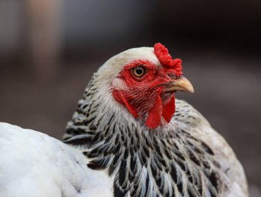 Kırmızı Taraklı Beyaz Brahma Tavuğunun Yan Yakın Çekim Portresi